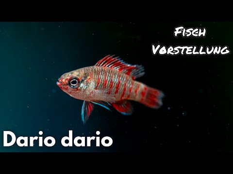 Scarlet Dwarf Blue Bass - Dario dario | Liquid Nature Fish Presentation