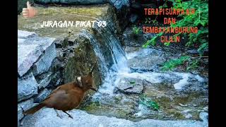 Download lagu Terapi Air Mengalir Dan Masteran Burung Cililin #burungcililin #masteranburung #suaratembakcililin mp3