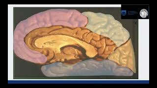 Hemisferios cerebrales - Anatomía