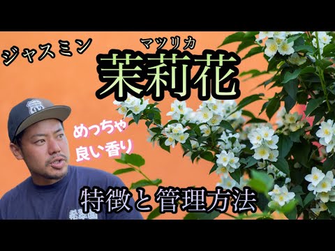 つる性ジャスミンの世話をする方法