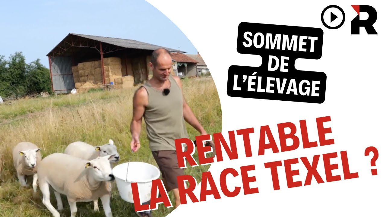 Sommet de l'élevage : visite chez Mathieu Labergerie, éleveur de moutons Texel