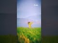 Konjum Mainakkale Konjum Mainakkale Whatsapp Status