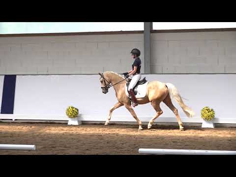 3j. Palominowallach v. Ehrenhains Gonzales – Noir de Luxe