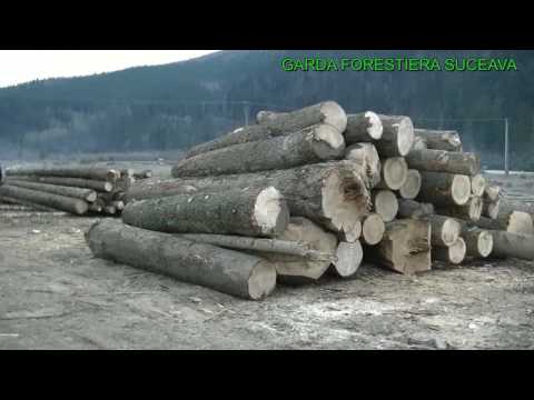 Material lemnos confiscat si sanctiuni în zona Comănești, Cacica