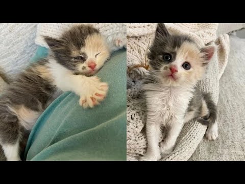 Kitten Born Outside Grows Up Clinging to Her People So She Won't Be Alone Again