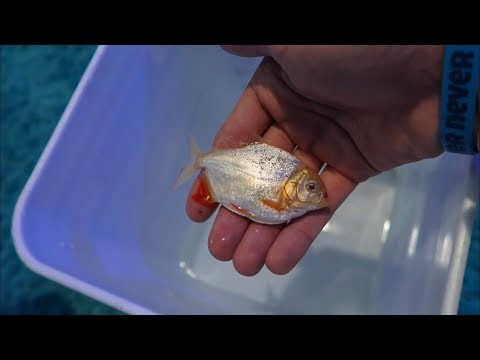 ALBINO PACU for MINI POND!