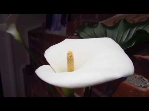 Staging of the day - Calla lily asmr