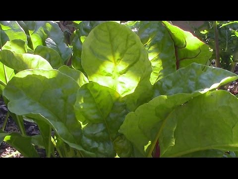Growing Food in Partial Shade Video