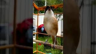 Download lagu Cendet Juara Full Isian Durasi mp3 Download lagu Cendet Juara Full Isian Durasi mp3