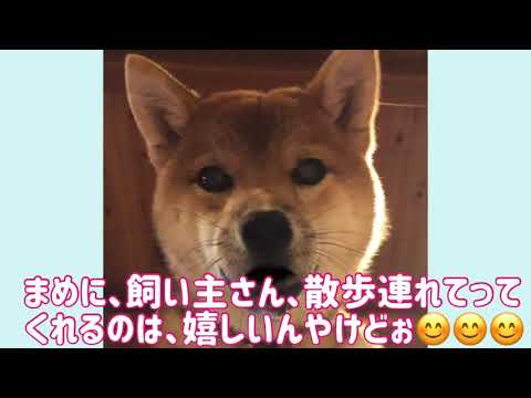ワンワンU・x・Uお悩み相談室1️⃣〜鯖江市「小梅ちゃん」🐶反射材、明るい服装、ハイビームの活用を🐶