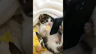 O GATINHO SÓ QUERIA MEXER NO CELULAR #shorts