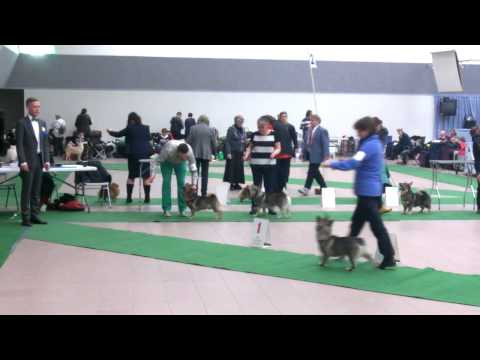 Strängnäs 15.3.2015, Swedish Vallhund special show, best male ring