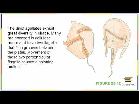 Biology 182 OpenStax Chapter 23