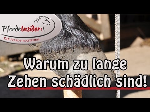 😳 5 Gründe, warum zu lange Zehen schädlich für Dein Pferd sind!