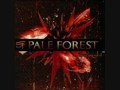 Mr Trenchcoat - Pale Forest