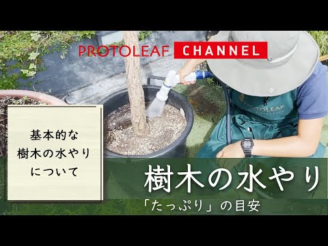 バナナの木にいつ水をやるのか バナナの木が喉が渇いているかどうかを知る方法 屋内屋外のポット 水不足 地面に水をやる