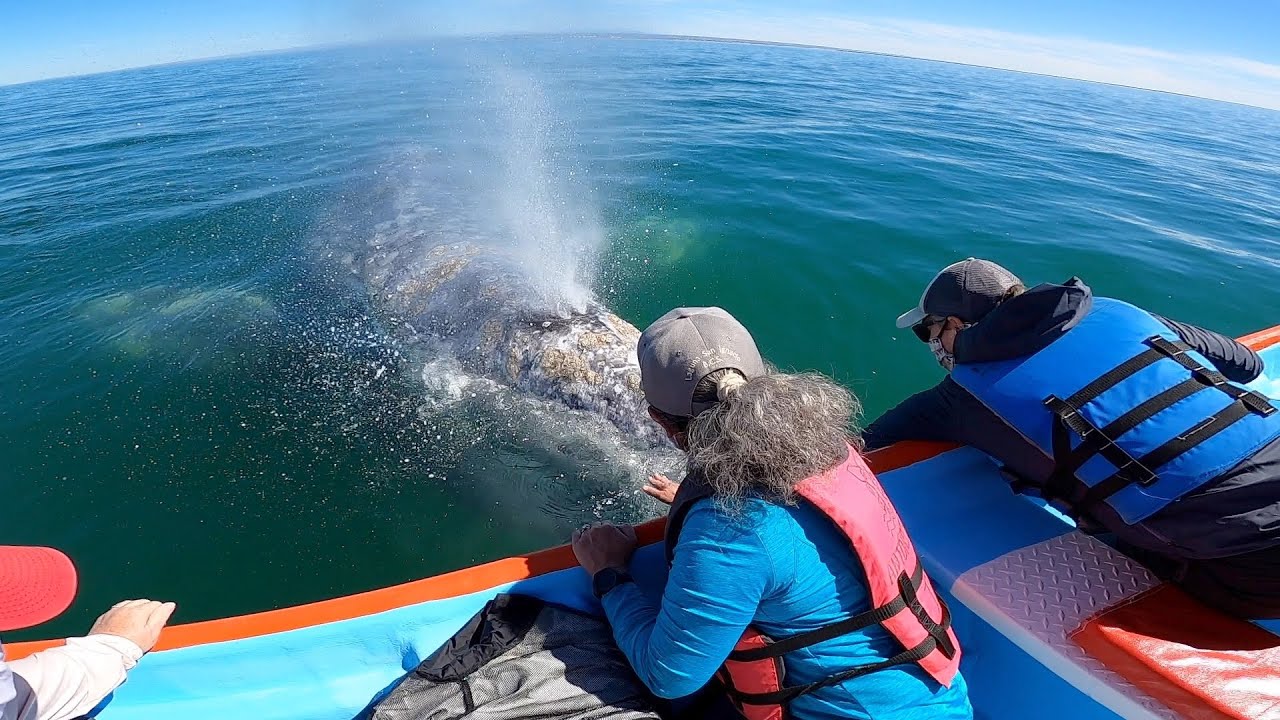 A close encounter with GREY WHALES in San Ignacio, BCS, Mexico (Feb 2022)