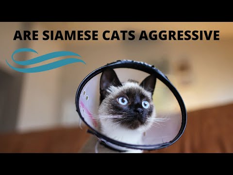 Are Siamese cats aggressive