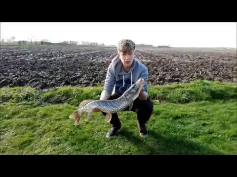 Snoeken in de polder! - AFTH