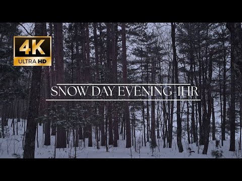 A Snow Day Evening in the North Woods | Winter Ambience (1-Hour)