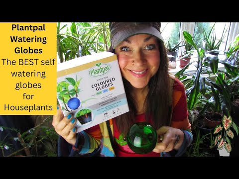Plantpal Watering Globes - The BEST Watering Globes for your Houseplants