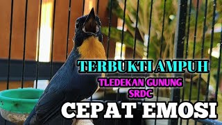 Download lagu TERBUKTI AMPUH TLEDEKAN GUNUNG SRDC pasti cepat EMOSI gacor  mp3 Download lagu TERBUKTI AMPUH TLEDEKAN GUNUNG SRDC pasti cepat EMOSI gacor  mp3