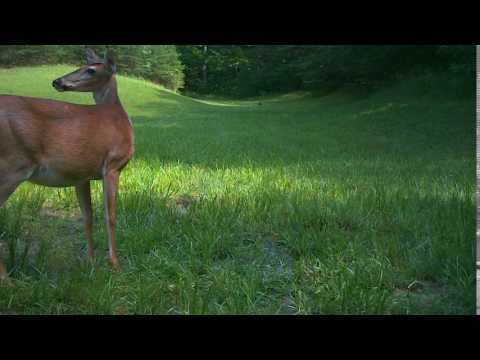 Force 11D from Spypoint Trail Cameras