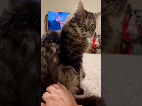 #cat #funny #happycats #catmemes #music #memes #trending #trendingshorts #new #reels #ad#YRH