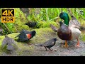 Cat TV For Cats To Watch Funny Birds Squirrels Ducks 8 Hours 4K HDR