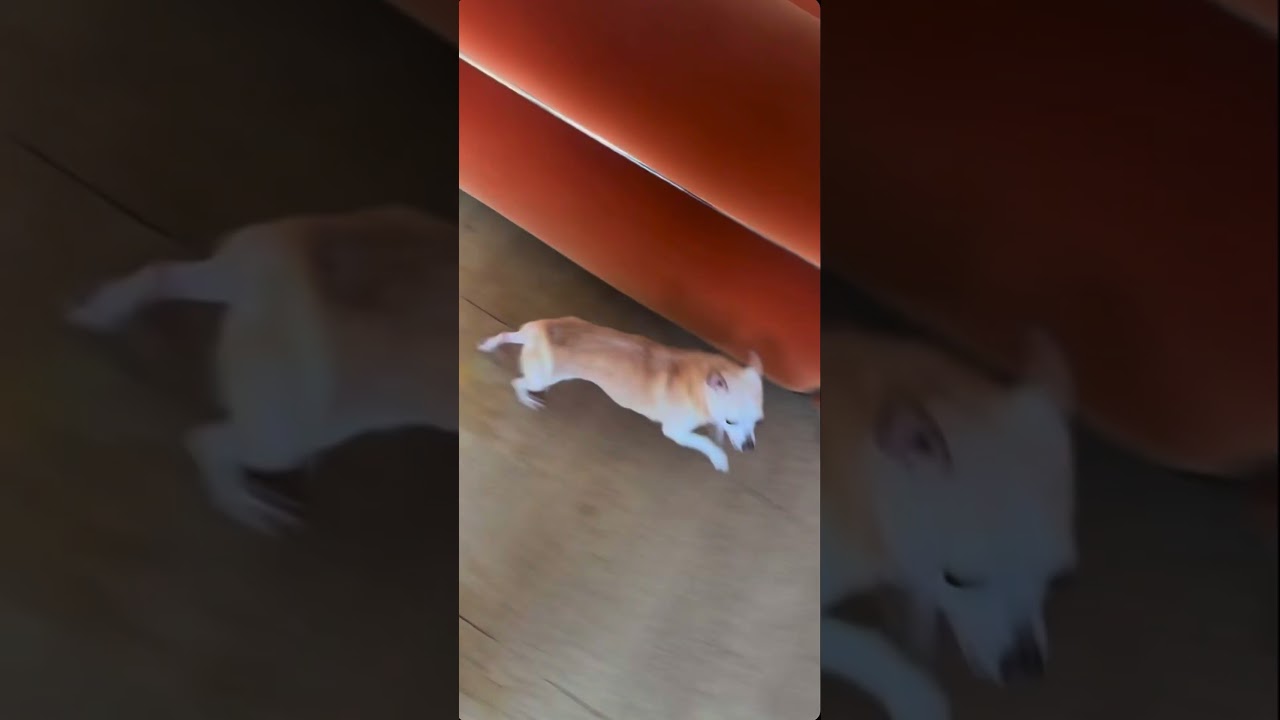 Enlarge CHULOO!, a ADOPTABLE Chihuahua in Philadelphia, PA video 5/6