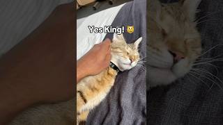 Yes King!