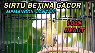 Download lagu PANCINGAN BURUNG SIRTU BETINA MEMANGGIL JANTAN mp3 Download lagu PANCINGAN BURUNG SIRTU BETINA MEMANGGIL JANTAN mp3