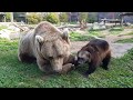 Life at the zoo | An extraordinary friendship between a bear and a wolverine
