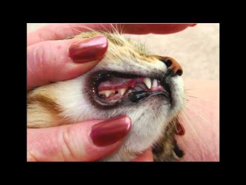 Cat Dental Problems - YouTube