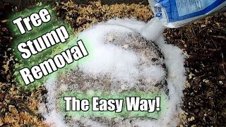 Possibly The Easiest Way To Remove A Tree Stump! Using Epsom Salt!! Part 1