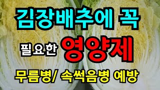 속이 꽉찬 배추/ 무름병 속썩음병 예방방법 , 김장배추 칼슘과 붕사가 부족하면 생기는현상,속찬배추 키우기 배…