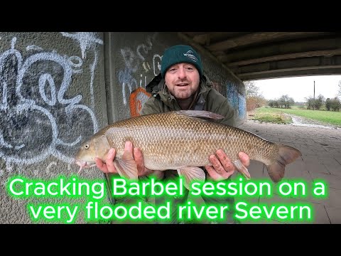 Cracking Barbel session on a very flooded river Severn
