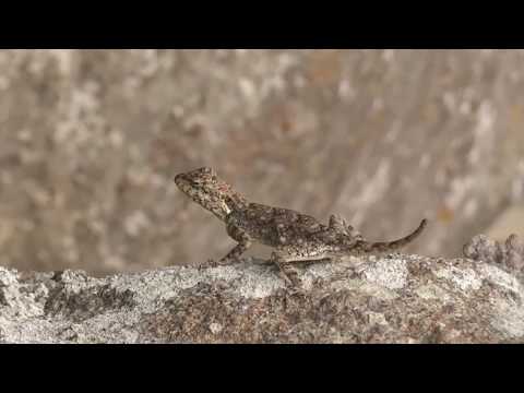 Exploring the Unexplored[marunthuvazh malai]//ft.SIDHU NAIR and JISHNU KRISHNAN//JAYESHJAGGU