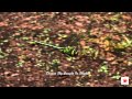 Dragon Fly Caught in Flight