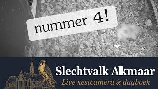 Vierde kuiken is zichtbaar - ontbijtsessie