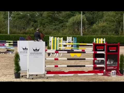 Carra Lux Quality | 2012 gelding by O.B.O.S. Quality x Lux Z