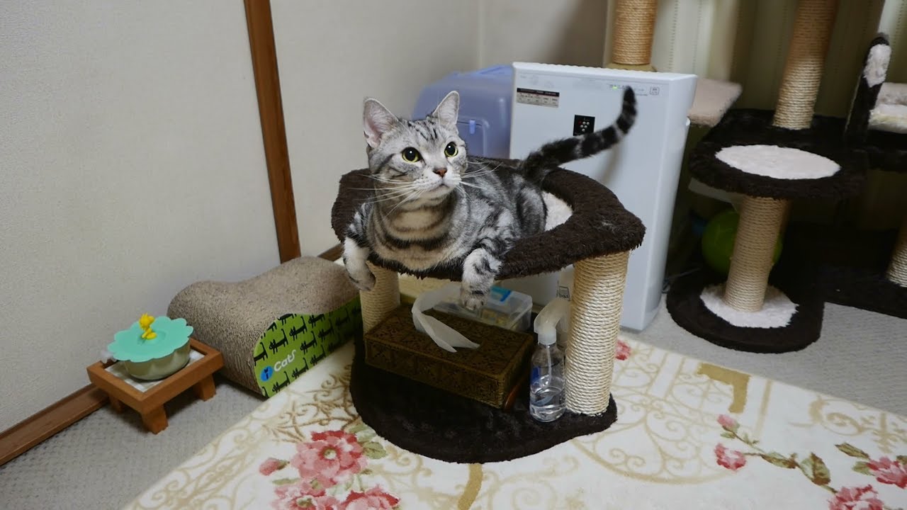 猫の嬉しいときのお返事 5