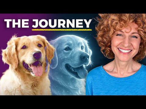 What happens when when your pet dies? | Animal Communicator Experience