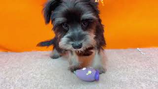 ミニチュアシュナウザーの動画01