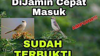 Download lagu MASTERAN SUARA BURUNG CIBLEK GUNUNG DENGAN JEDA &Gemericik air mengalir mp3 Download lagu MASTERAN SUARA BURUNG CIBLEK GUNUNG DENGAN JEDA &Gemericik air mengalir mp3
