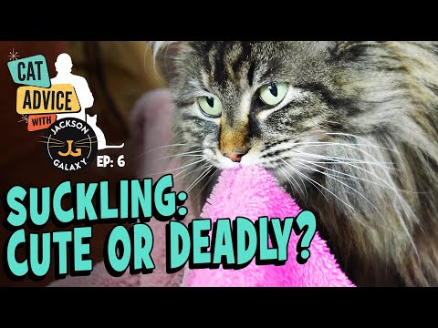 Cats that suckle: Is it Pica?