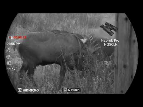 Rotwild und Hirsch ansprechen mit dem Habrok Pro HQ50LN von Hikmicro
