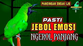 Download lagu AWAS EMOSI !! PANCINGAN CUCAK IJO GACOR FULL ISIAN KASAR DONGKRAK IJO LAWAN AGAR CEPAT JAMTROK mp3