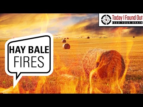 Why Does Moist Baled and Stacked Hay Spontaneously Catch Fire?