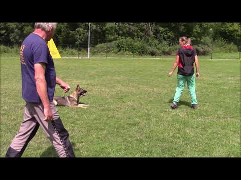 Railey z Jukasu - obedience & protection - 14 months